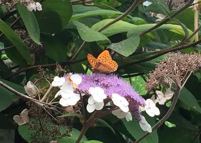 Bed & Breakfast Fra Rose E Mughi 3*