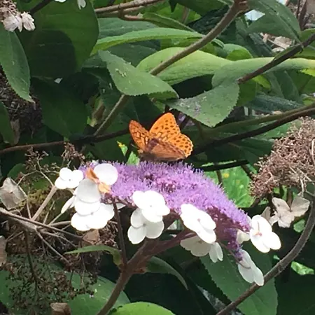 住宿加早餐酒店 Fra Rose E Mughi 3*